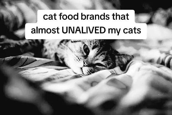 cat food brands that
almost UNALIVED my cats