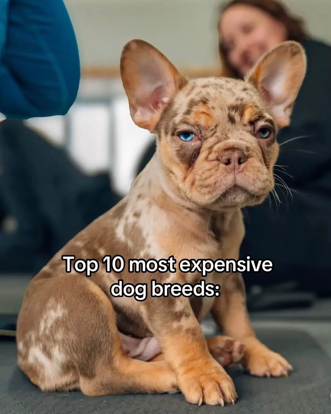Top 10 most expensive
dog breeds: