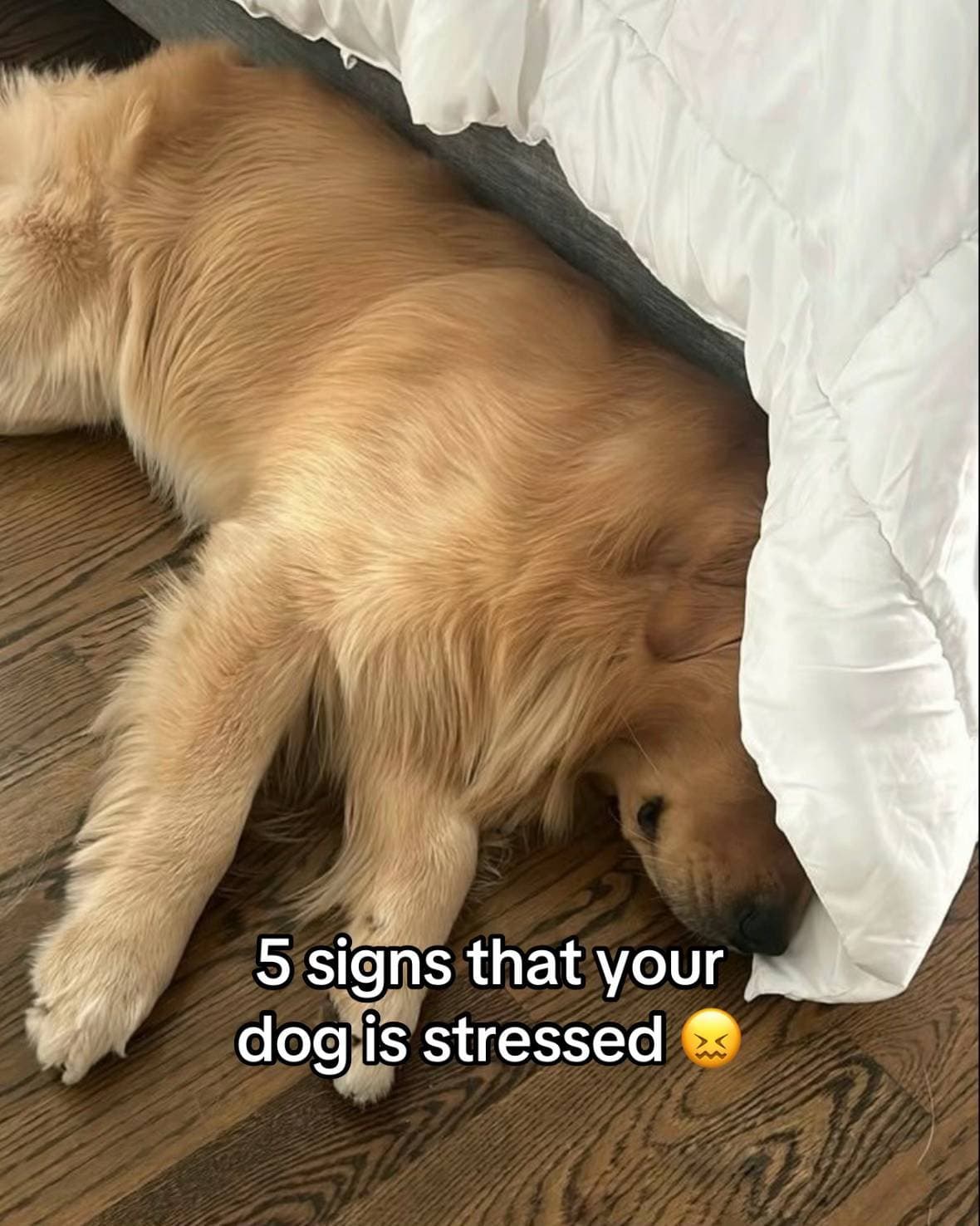 Slide 1: 5 signs that your
dog is stressed 😖