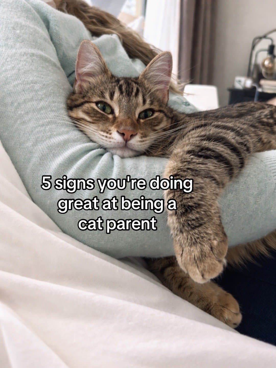 Slide 1: 5 signs you're doing
great at being a
cat parent