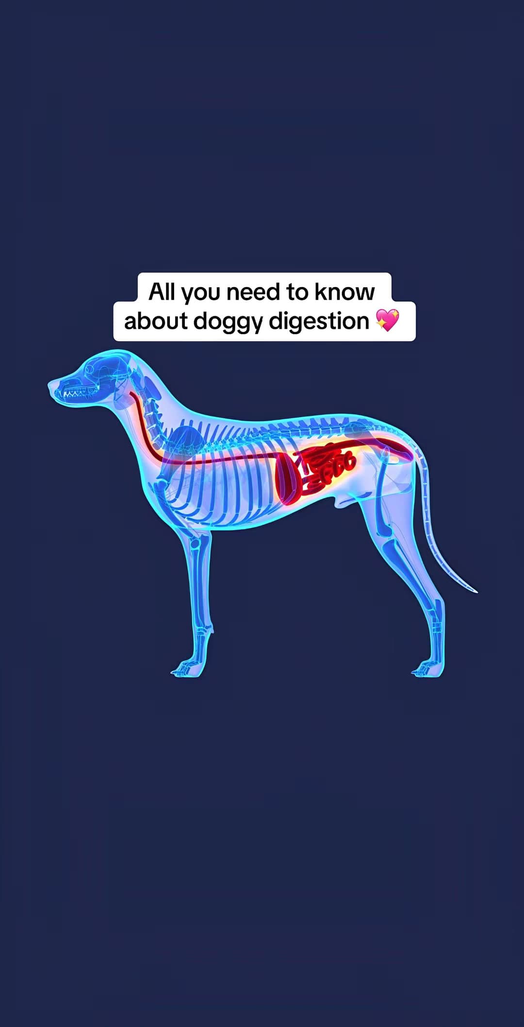 All you need to know about doggy digestion 💖
@pawfyshop