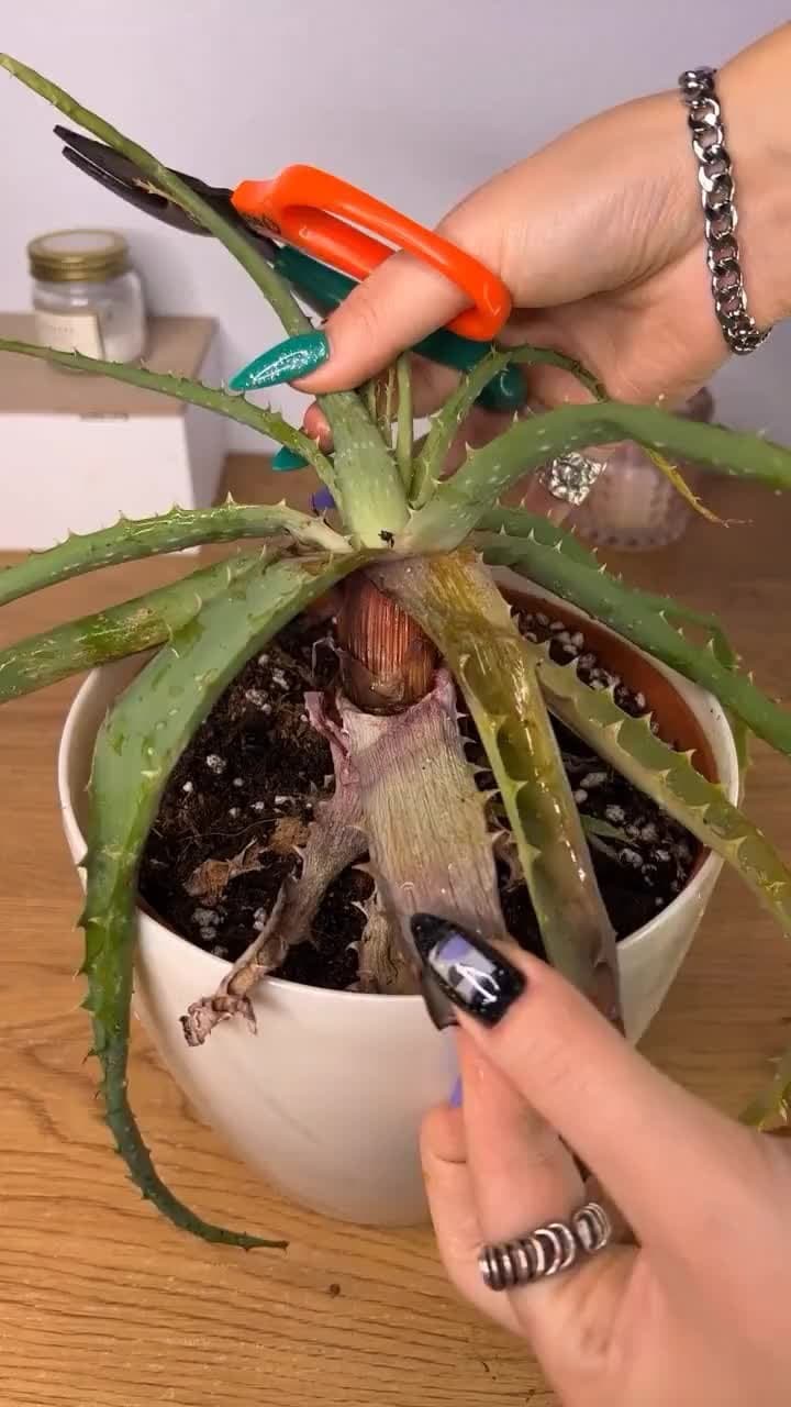 Plant Expert AI
Let your plants grow!

TRY IT FOR FREE

Download on the
App Stor…