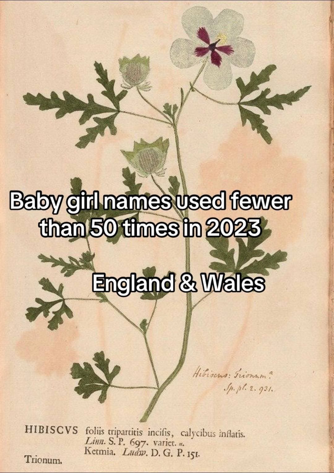 Baby girl names used fewer
than 50 times in 2023
England & Wales