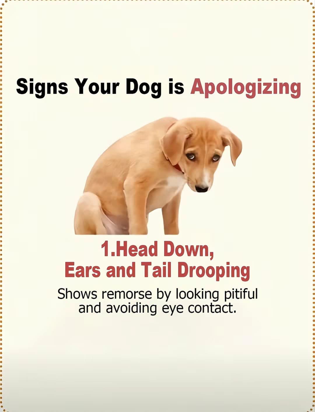 Slide 1: Signs Your Dog is Apologizing
1. Head Down, Ears and Tail Drooping
Shows remorse by looking pitiful and avoiding eye contact.