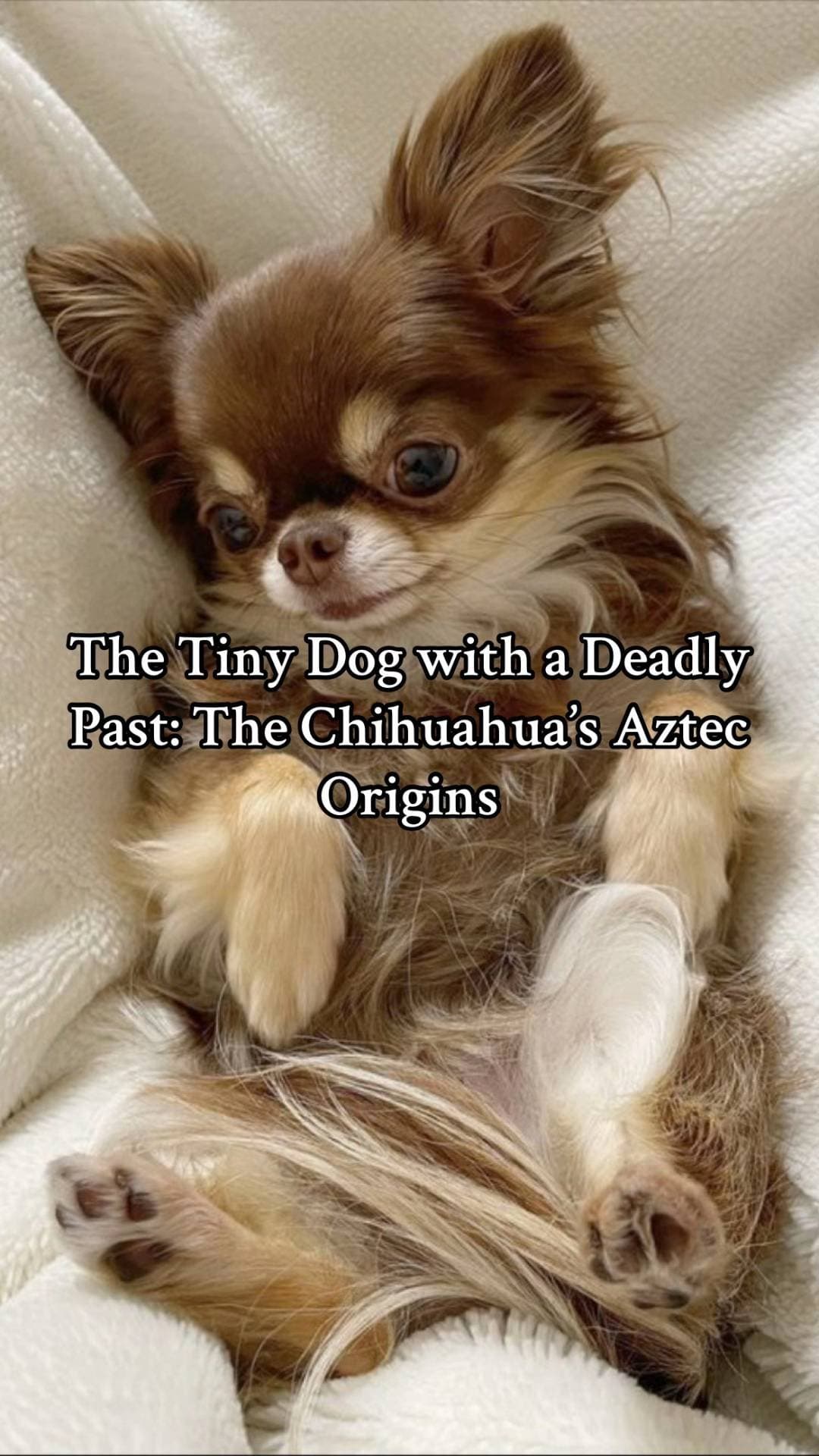 The Tiny Dog with a Deadly
Past: The Chihuahua's Aztec
Origins