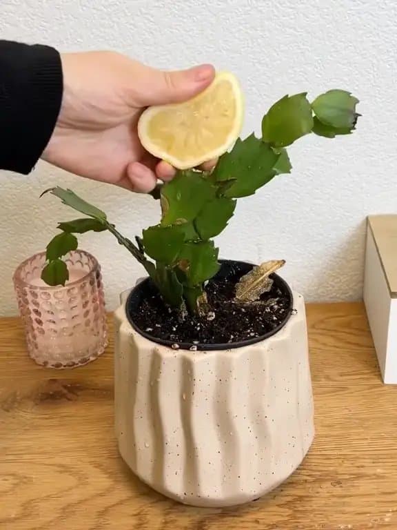 Plantln
Become a Plant Hero
GET A -75% DISCOUNT
Download on the
App Store
GET…