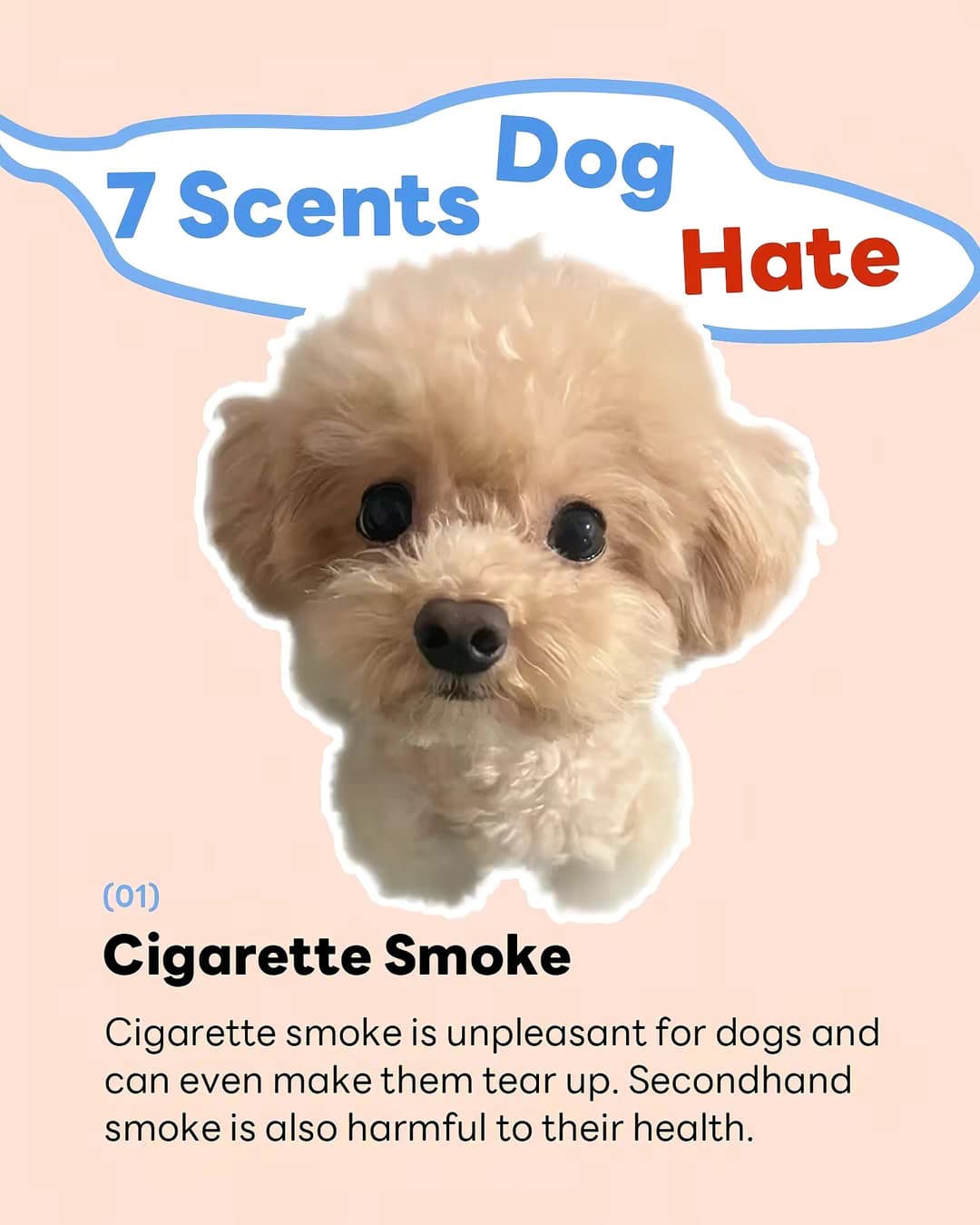 Slide 1: 7 Scents Dog Hate
(01) Cigarette Smoke
Cigarette smoke is unpleasant for dogs and can even make them tear up. Secondhand smoke is also harmful to their health.
@potatomawashington