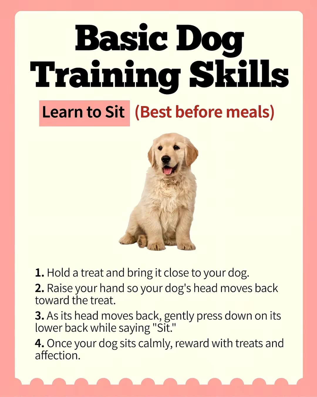 Slide 1: Basic Dog Training Skills
Learn to Sit (Best before meals)
1. Hold a treat and bring it close to your dog.
2. Raise your hand so your dog's head moves back toward the treat.
3. As its head moves back, gently press down on its lower back while saying "Sit."
4. Once your dog sits calmly, reward with treats and affection. @potatomawashington